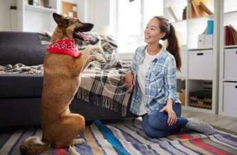 Basic Rules for a Pet Care Blogger Content